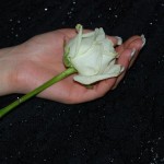 fehér rózsa kézben